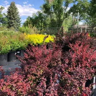 Our wide assortment of shrubs is selected specifically for our high altitude desert climate.