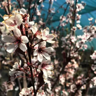 Our ornamental and fruiting trees add beautiful color to any landscape.