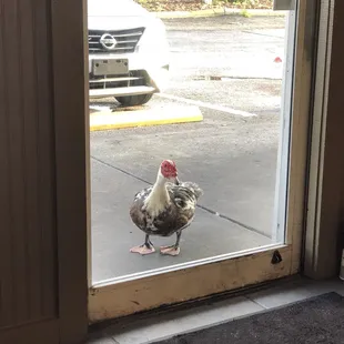 This guys paid us all a visit during our meal