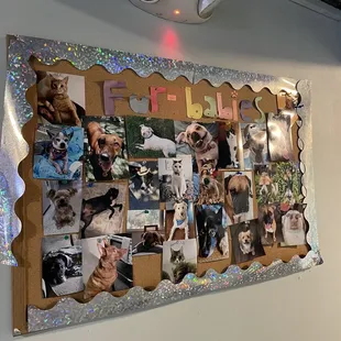 The staff&apos;s pets!!! Love this!