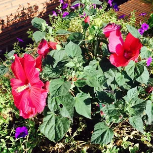 Lovely flowers near entry.