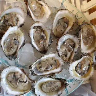 Local oysters (they do NOT pre-shuck them)