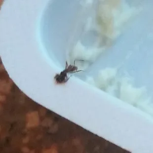 Ihad total of 5 ants crawl out if my plate from my food I showed the waitress and she smashed them on the table in front of me