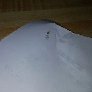 Bug in killed on the table