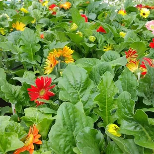Riddle Plant Farm & Landscaping