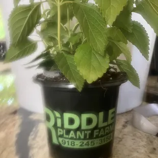 Riddle Plant Farm