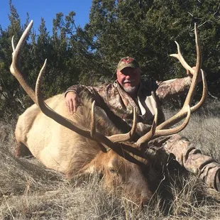 Trophy NM Bull