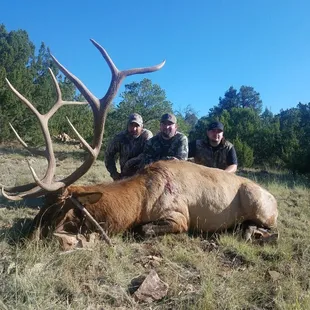 Trophy Elk