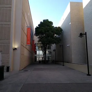 Entrance, I love this tree!