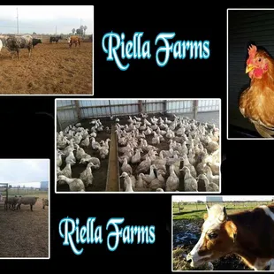 Riella Farms, tiene a la venta ganado vivo y en canal. Gallinas, Gallos, Patos, Chivos, Borregos. Cuenta con inspectores con licencia C-41