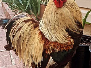 Fabulously Feathered Silkies