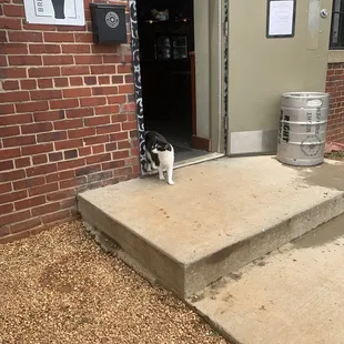 Bar cat
