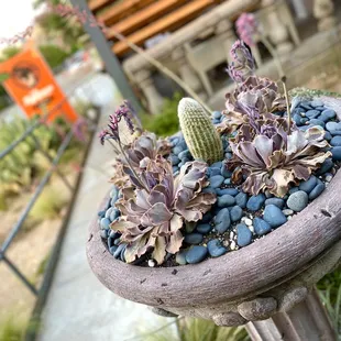 a potted plant with succulents