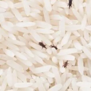 Bugs in my rice !! Omg