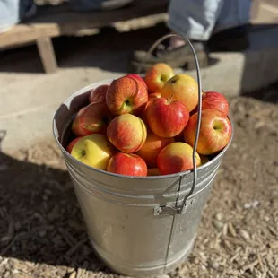 Apples for apple cider making