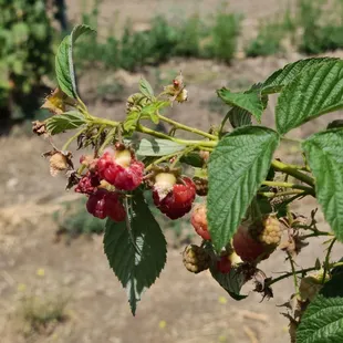 Raspberries