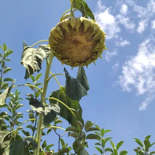 Pretty sunflower