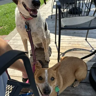 Patio pups