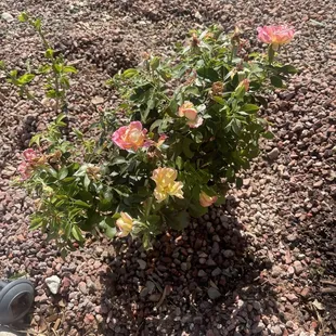 a rose bush in a gravel bed