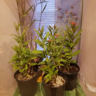 Theirs is the tall one in the back.  Also paid $10 for this one and the milkweed from Green Things were only $7!