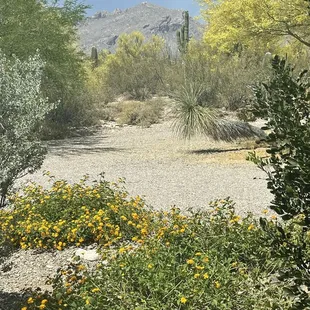 Scenery