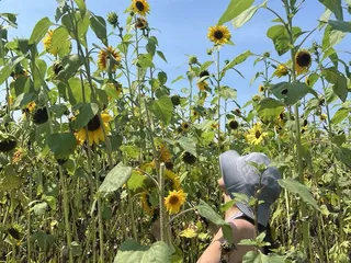 Lannon Sunflower Farm