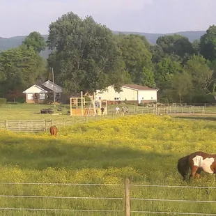 View outside their window.