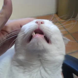M. A.