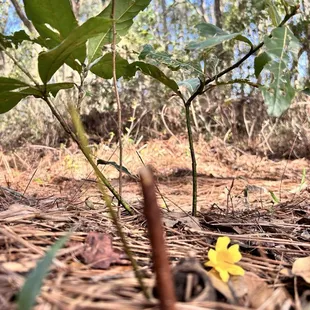 Nature Trail
