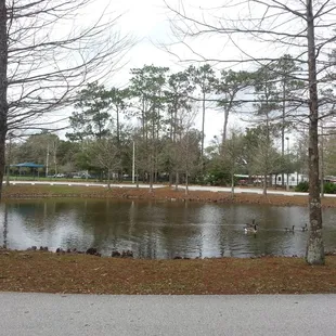 Duck pond at entrance of park.