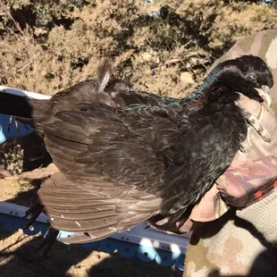 Appeared to be a rare black pheasant taken at the Ringneck Ranch