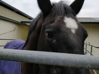 Brentwood Oaks Equestrian Center