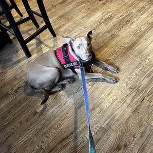 Service dog friendly