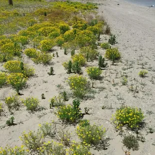 Literal fields of flowers!
