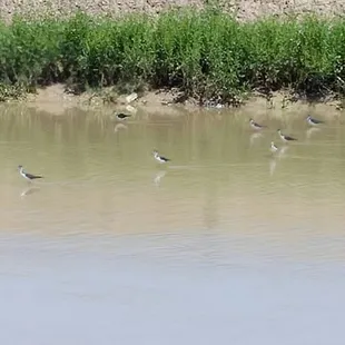 Birds!