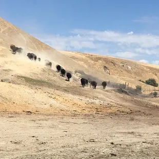 All the family of the chief cow or bull lol rolling out