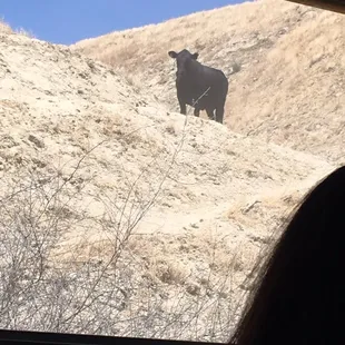 Dude was watching all his children and baby mommas from up top