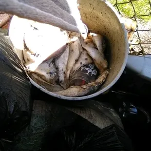saw an employee from rios put a bucket of fish next to the gate ontop of garbage to dry out, and take it back in