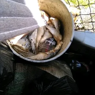 saw an employee from rios put a bucket of fish next to the gate ontop of garbage to dry out, and take it back in