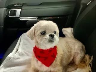 Zia Pet Grooming