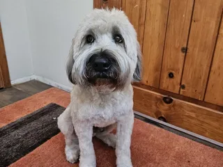 Route 66 Pet Salon