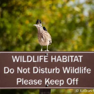 Roadrunner taking the high ground.