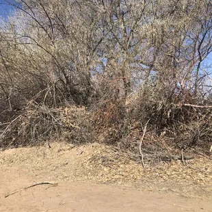 Trees along Bosque trail