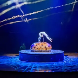 Spider contortionist