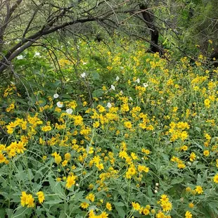 Summer wildflowers at Rio Vista Natural Resource Park.