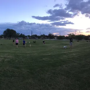 Evening doggy funtime