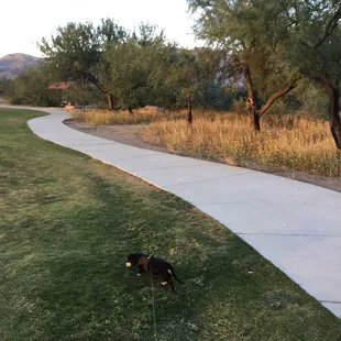 Grassy lawn AND natural desert