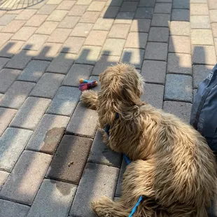 Our dog enjoying the patio