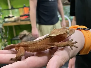 Lizards for Kids & MOre