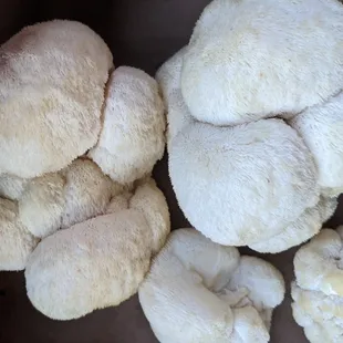 Lion's mane mushrooms